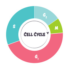 Phases of the cell cycle scientific illustration graphic