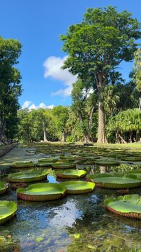Vertical fottage of tranquil water garden with massive lily pads and lush trees. Exotic Sir Seewoosagur Ramgoolam botanical garden with giant amazon water lilies, Pamplemousses, Mauritius.