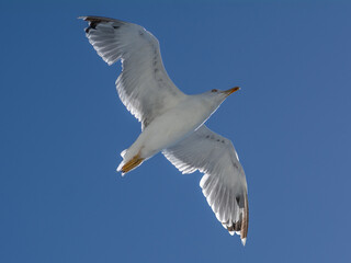seagull on blue sky