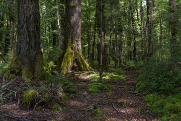 Obraz premium forest