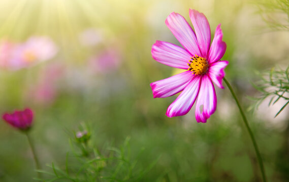 Pink cosmos flower isolated on green blur background