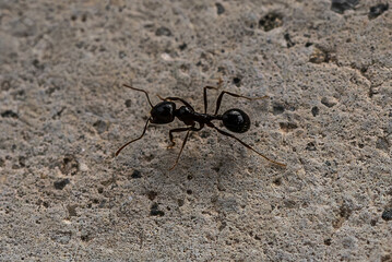 Fourmi Aphaenogaster spinosa