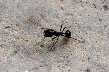 Fourmi Aphaenogaster spinosa