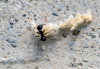 Fourmi Aphaenogaster spinosa transportant de la nourriture