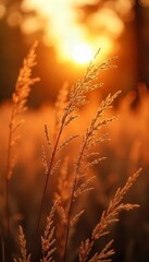 Golden Hour Meadow Grass Silhouetted Against Sunset