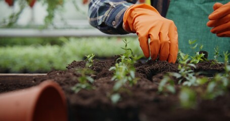 A male florist in an apron and rubber gloves is planting young plants of flowers in pots, close-up....