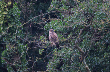 Himalayan Buzzard