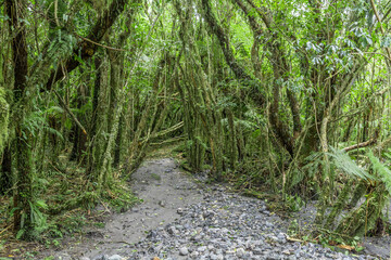 New Zealand Jungle