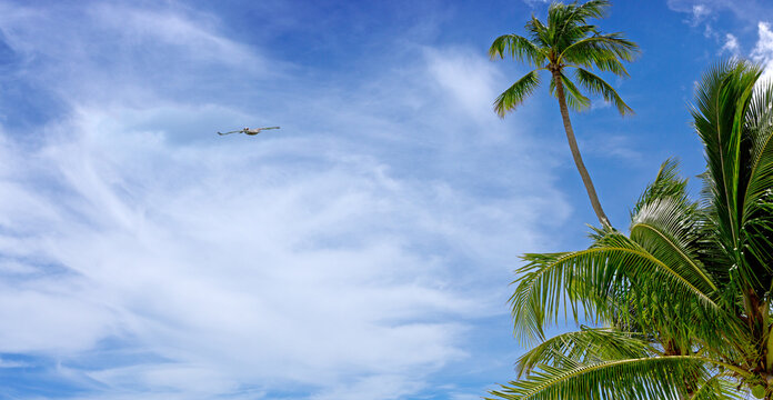 Tropical palm trees with blue sky and white clouds background.