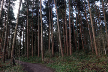 Morning in the Woods