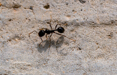 Fourmi Aphaenogaster spinosa