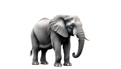 Realistic Image - Majestic Elephant on Black Background