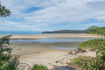 New Zealand through bushes