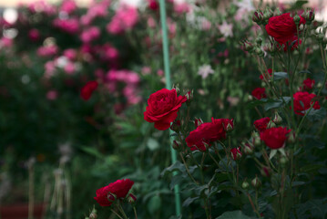 Red roses blooming in the garden