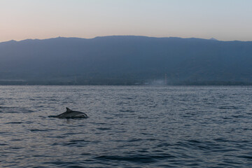 Fototapeta premium Dolphin watching at Lovina, Bali