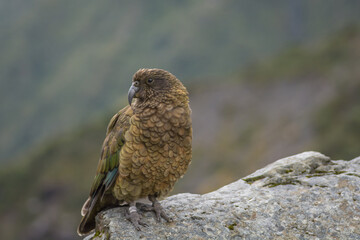 Fototapeta premium New Zealand Kea bird
