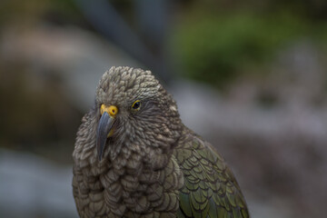 Kea bird closeup
