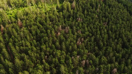 Top view of the tops of fir trees in a dense green forest. Video from a drone, the tops of fir trees.