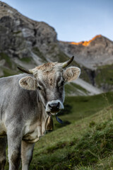 Braunvieh in Allgäuer Alpen