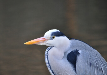 Portrait of a heron, gray bird with a long neck, ardeids, galangundo, ardea, in natural habitat