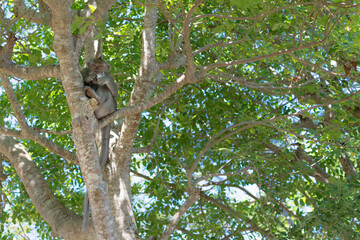 Monkey eating on tree branch