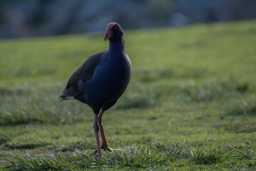 Village Papradiste, Macedonia