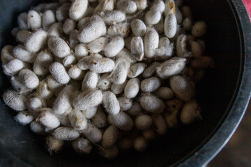 A large plate with silkworm cocoons.