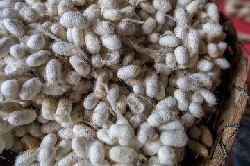 Close view of silkworm cocoons in a plate.