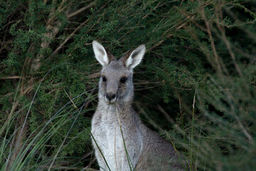 Female grey kangaroo looking from Bush