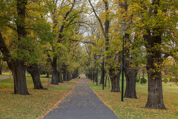 Naklejka premium Trees in line at Melbourne, Treasury Gardens Path