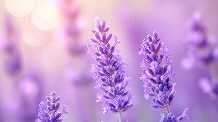 Obraz premium Lavender flowers in soft sunlight with bokeh