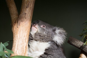 Koala close-up