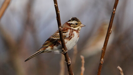 1. カシラダカの基本情報

    学名: Emberiza rustica
    英名: Rustic Bunting
    分類: スズメ目ホオジロ科
    体長: 約16センチメートル
    体重: 約20グラム
    寿命: 野生で約3～5年
