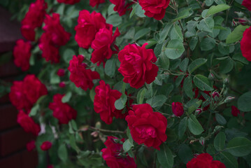 Red roses blooming in the summer garden