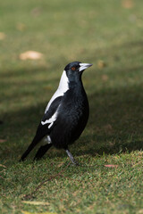 Australian magpie (Gymnorhina tibicen)