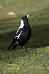 Australian magpie (Gymnorhina tibicen)