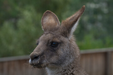 kangaroo head close-up