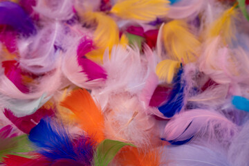 Colorful feather background, top view.