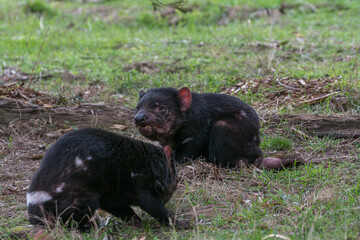 Tasmanian devil with DFTD parasitic cancer