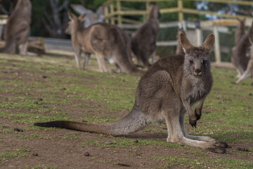 small kangaroo standing