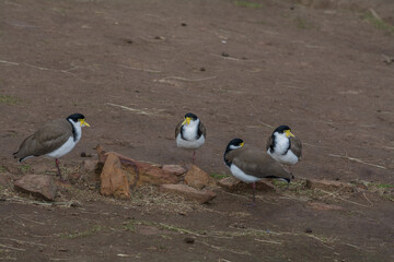 masked lapwings(Vanellus miles) in circle