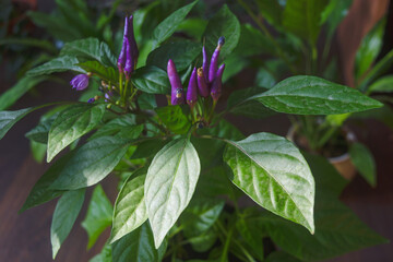 Decorative hot pepper with bright green leaves, purple flowers and fruits, close-up top view.