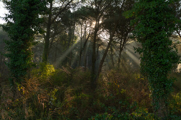Fototapeta premium Sun beams in forest