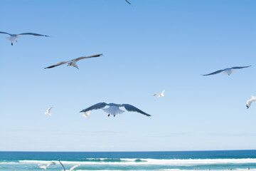 Blue sky and group of seagulls