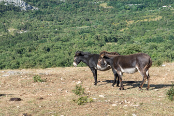 2 mules standing