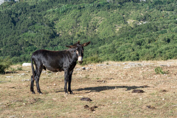 black mule standing looking