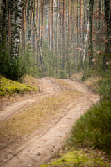 Fototapeta premium Droga leśna