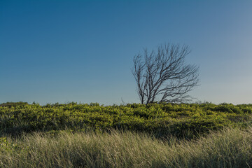 bluse sky and bush at Gold coast