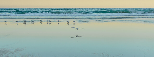Group of seagulls at beautiful sunset horizon