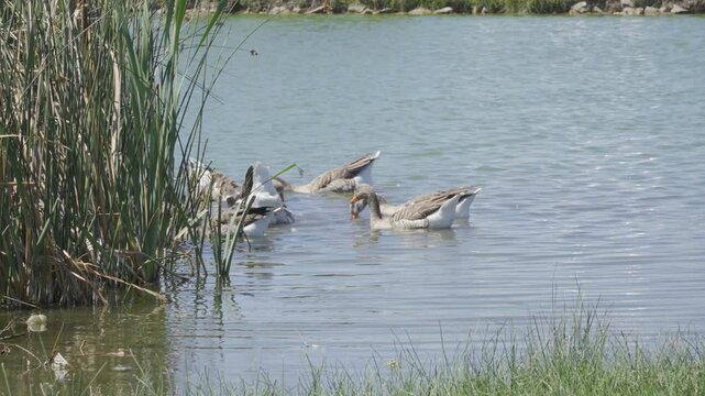 gansos nadando sumergiendoce alimentandoce en laguna de Punta Mogotes Mar del Plata